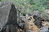 IMG_5032 Bottle Trees, Wadi Dirhur, Socotra